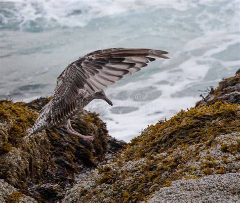 Sea Gulls Approach Stock Image Image Of Ocen Natures 60829805