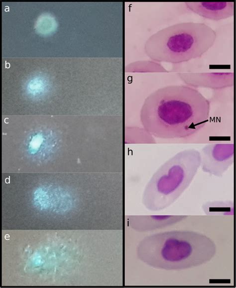 Photomicrographs Of Peripheral Erythrocytes Of Australoheros Facetus