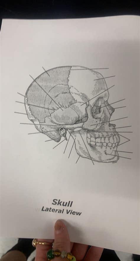 Skull Lateral View Diagram Quizlet