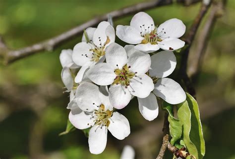 Pear Blossom Tree Free Photo On Pixabay Pixabay