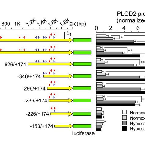 Mapping Of Hypoxia And Tgf Responsive Elements Within The Plod