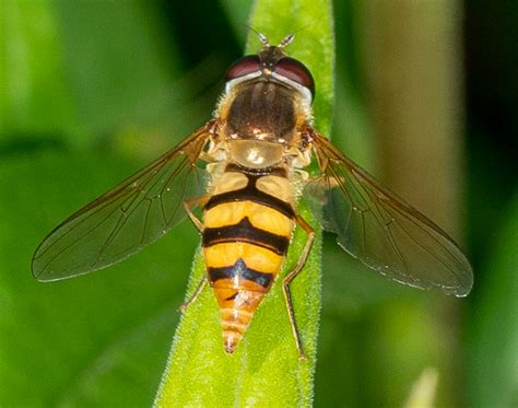 Syrphid Epistrophe Xanthostoma Epistrophe Xanthostoma Bugguide Net