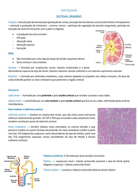 Solution Resumo De Histologia Sistema Urinario Studypool