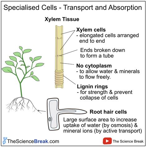 Root Hair Cell Adaptations