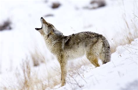 Comprehensive Guide To Coyote Hunting | BestHuntingAdvice