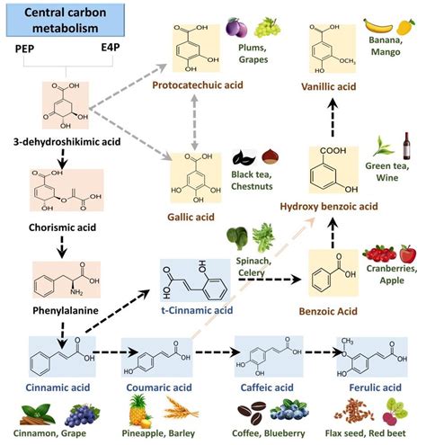 Metabolic Pathway And Chemical Structure Of Plant Phenolics