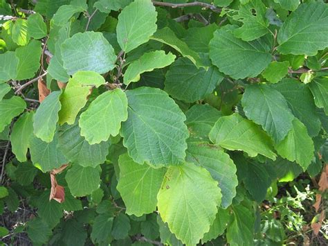 Hamamelis Virginiana Common Witchhazel Common Witch Hazel Southern