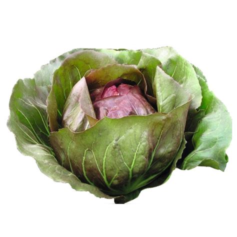 Red Chicory – Fresh Organic