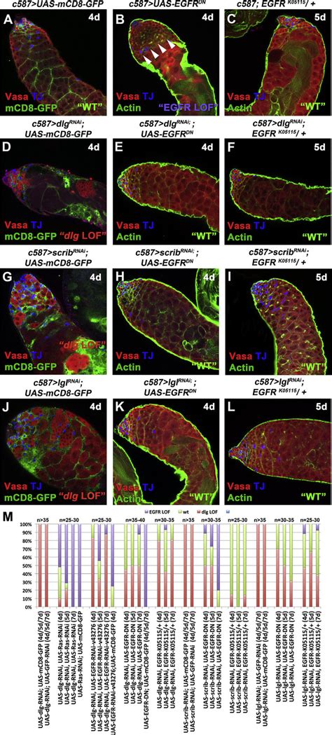 Lowering Egfr Signaling Levels Can Rescue The Dlg Scrib And Lgl