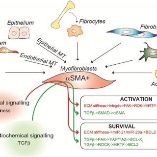 Altered Cross Talk Between Keratinocytes And Dermal Fibroblasts In Ssc