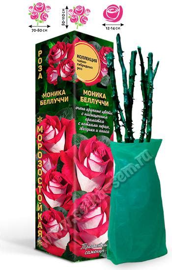 Золотая сотка алтая