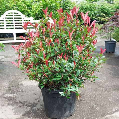 Photinia x fraseri Carre Rouge Clipped Ball 70 80cm Ø King and Co