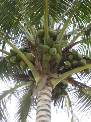 Palmeras De Coco Lote De Palmitas Meses Sin Inter S