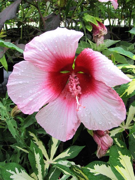 Lady Baltimore Rose Mallow Hibiscus Bush Hibiscus Moscheutos Urban Perennials