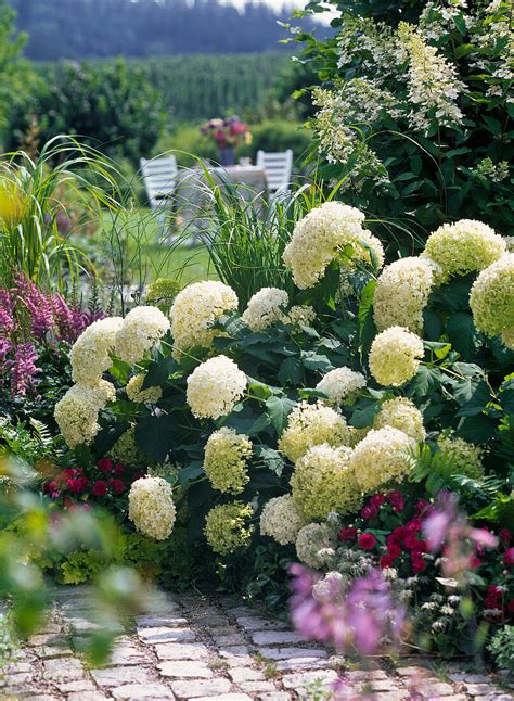 Hydrangea Arborescens Annabelle Bild Kaufen 12145991 Image