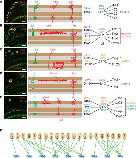 Matching Of Cognate Dpr And DIP Expression In Synaptic Partners A E