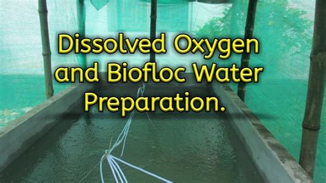 Dissolved Oxygen And Biofloc Water Preparation Biofloc Fish Farming