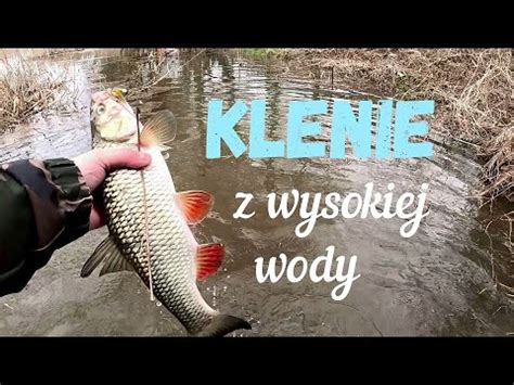 Klenie Z Wysokiej Wody Czyli Spinning Na Przedwio Niu Youtube