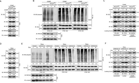 Figure S Rnf Targets Glis For K Linked Polyubiquitination