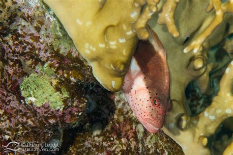 Tout Savoir Sur Le Corail Et Les Récifs Coralliens Biologie Marine