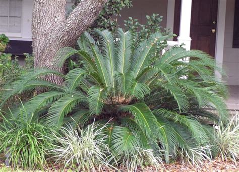 Sago Palm Fungus And Disease