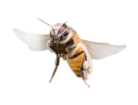 BiotecnologieBT – Good Laboratory Practice, Good Experimental Practice 