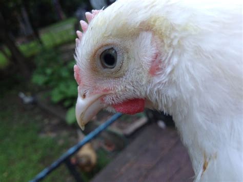 Albino Chicken Page 2 BackYard Chickens Learn How To Raise Chickens