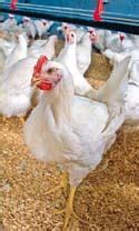 Poultry Carcass Disposal Options For Routine And Catastrophic