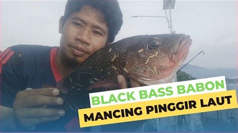 Mancing Pinggir Laut Dapat Strike Black Bass Babon Kakap Super Besar