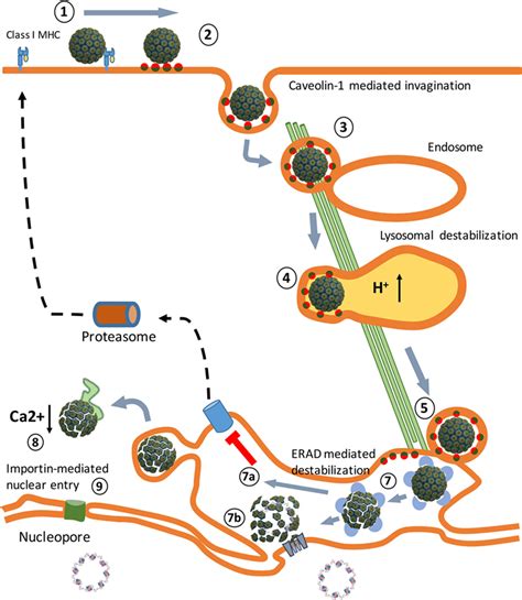 Frontiers How Simian Virus 40 Hijacks The Intracellular Protein