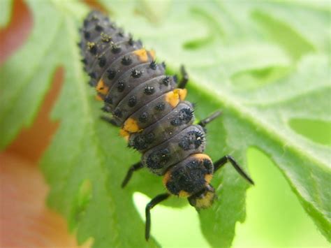 7 Spot Ladybird Nymph Andrew Hales Flickr