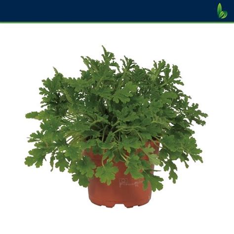 Pelargonium graveolens — Plant Wholesale FlorAccess