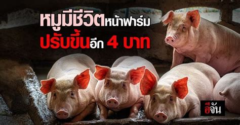 สหกรณ์ผู้เลี้ยงสุกรชลบุรี แจ้งขึ้นราคา หมูมีชีวิตหน้าฟาร์ม กกละ 4 บาท