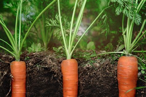 Planting Carrots Mother Earth News