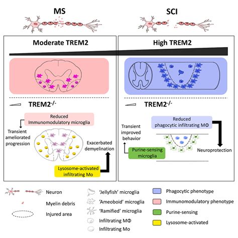 Distinct Myeloid Population Phenotypes Dependent On TREM2 Expression