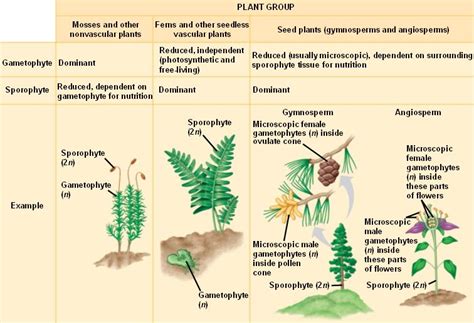 Chapter 30 Plant Diversity II: The Evolution of Seed Plants