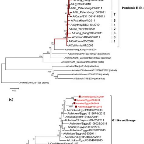 Phylogenetic Tree Of The Complete HA Gene Sequence Of Swine H1 A And