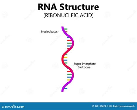 Rna Ribonucleic Acid The Structural Formula Of Adenine Cytosine Guanine And Uracil Stock