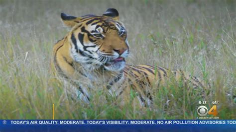 Colorados Wild Animal Sanctuary Takes In 35 Wild Cats From Tiger King