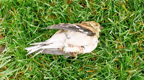 How To Safely Get A Bird Out Of Your House Cunning Blogger Portrait