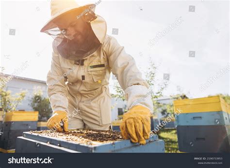 Beekeeping Queen Cell Larvae Queen Bees Stock Photo 2190733953 | Shutterstock