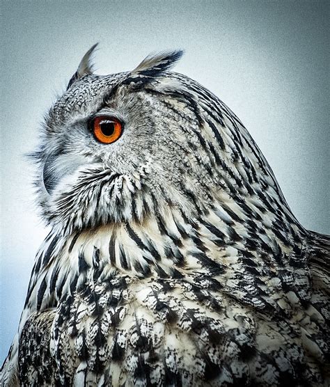 Sibirischer Uhu Hibou grand duc de Sibérie Siberian Eagle … | Flickr