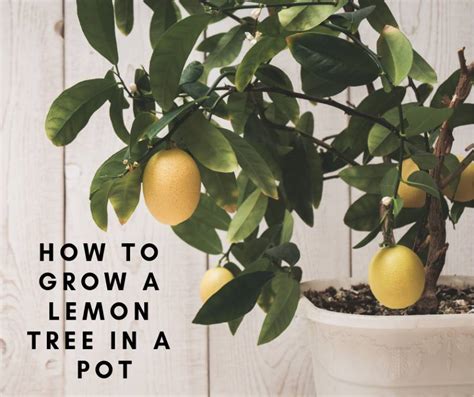 How To Grow A Lemon Tree In A Pot Home And Gardening Ideas