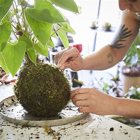 Découvrez le Kokedama un art japonais qui consiste à faire pousser une