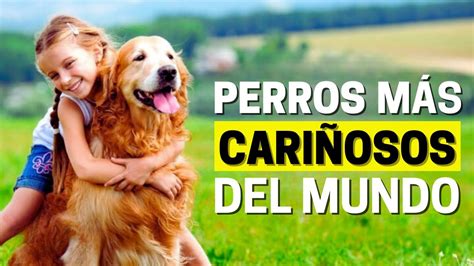 Top Razas De Perros M S Dulces Y Amorosos Que Derretir N Tu Coraz N