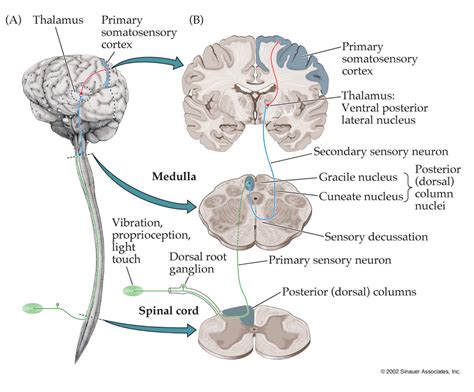 Anatomy of the Sensory System Continued...