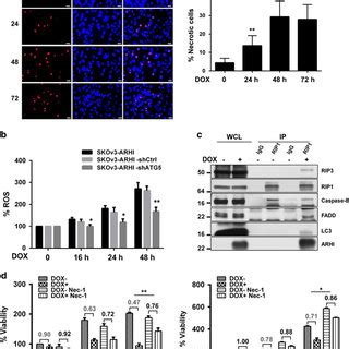 Re Expression Of Arhi Failed To Induce Apoptosis A Re Expression Of