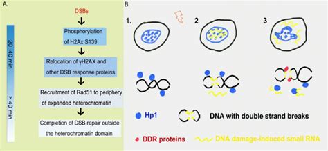 A Schematic Diagram Shows DNA Damage Response In Heterochromatin