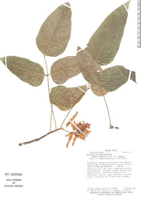 Erythrina Thyrsiflora Rapid Reference The Field Museum