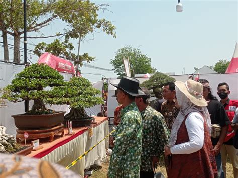 Sebanyak Kontestan Bonsai Mengikuti Pameran Di Demak